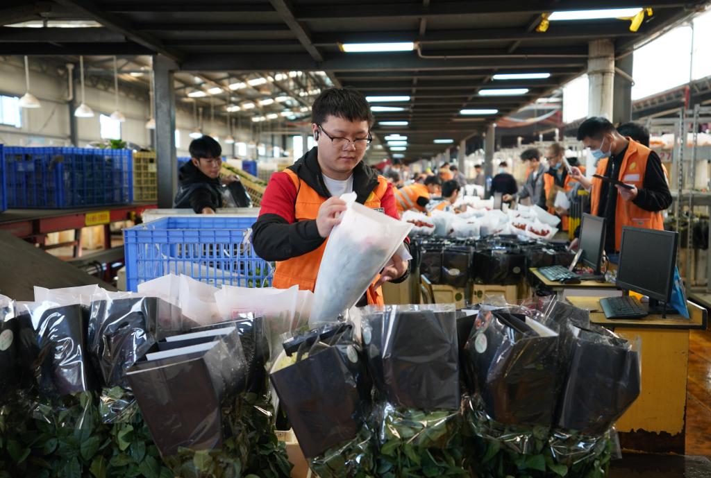 新華全媒+丨云南昆明：&ldquo;雙11&rdquo;鮮花俏銷