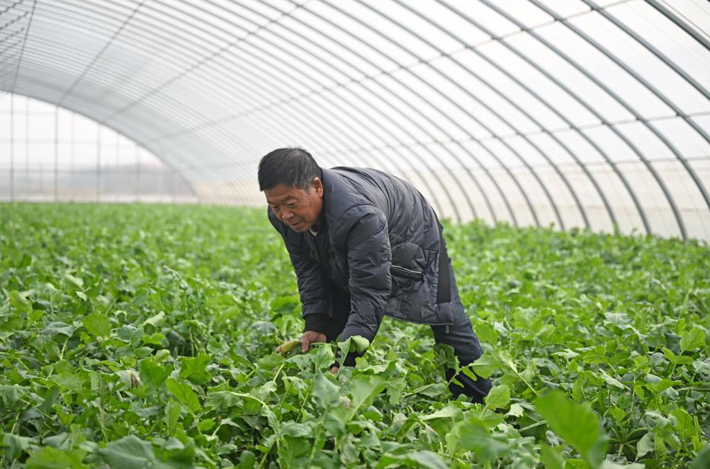 &ldquo;蘿卜小鎮(zhèn)&rdquo;迎豐收 特色產(chǎn)業(yè)促振興