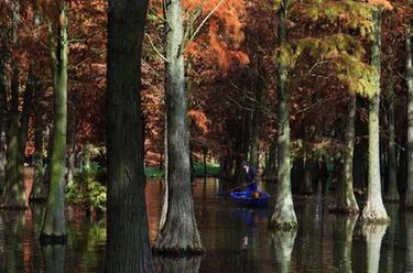 上海：&ldquo;水上森林&rdquo;枝頭盡染 風景如畫