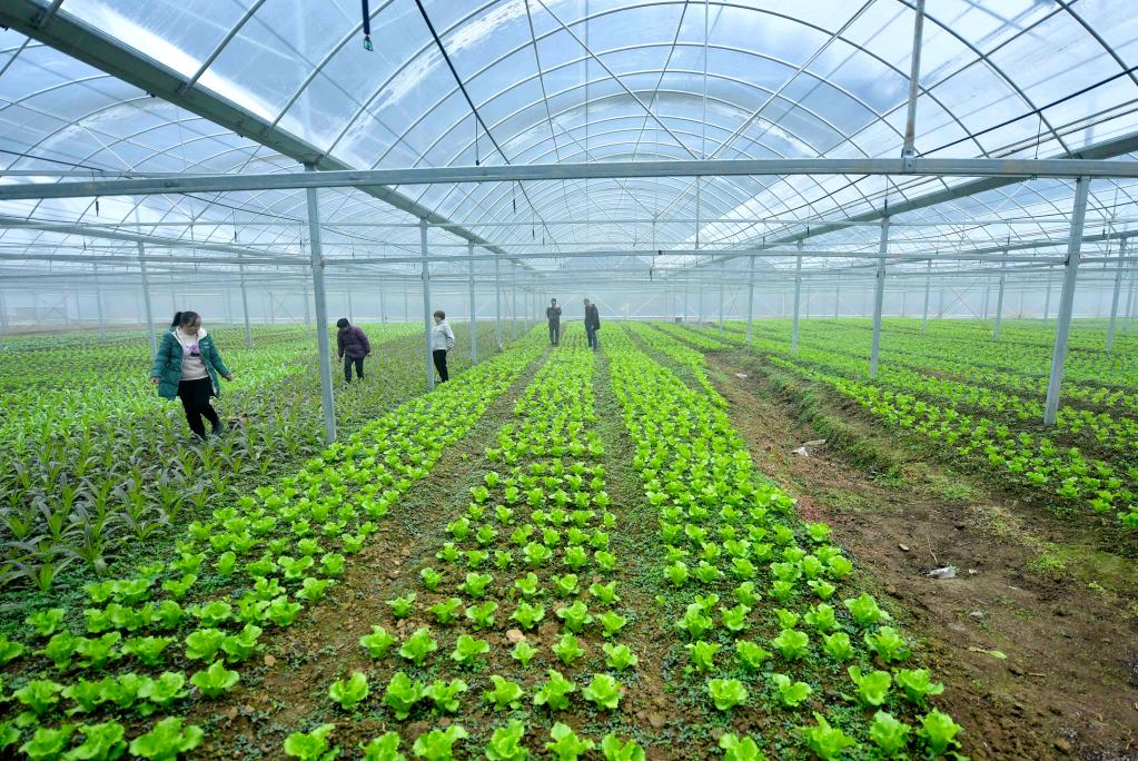 湖北恩施：&ldquo;設(shè)施蔬菜&rdquo;興鄉(xiāng)村