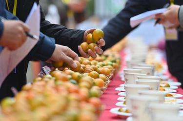 廣西融安：&ldquo;金桔王&rdquo;評選 助產業(yè)振興