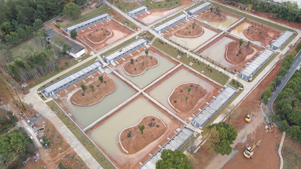 新華全媒+丨安徽宣城：揚子鱷迎來大規(guī)模冬季&ldquo;搬家&rdquo;