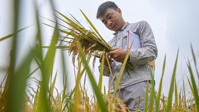新華全媒+|尋找一份稻種——為改良水稻多一份可能