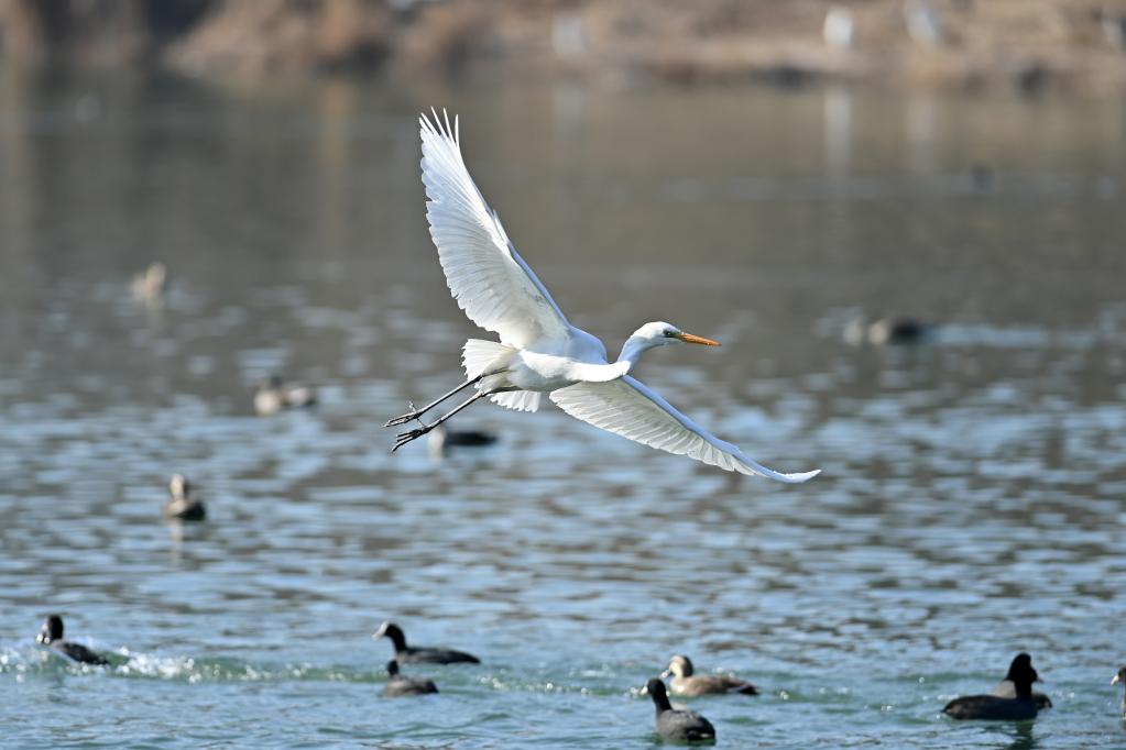 新華全媒+丨珍稀鳥類汾河過冬
