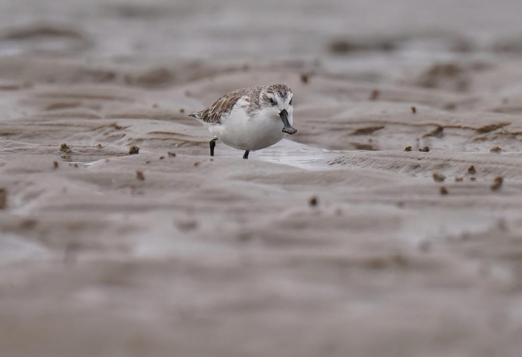 &ldquo;鳥中大熊貓&rdquo;福建泉州越冬