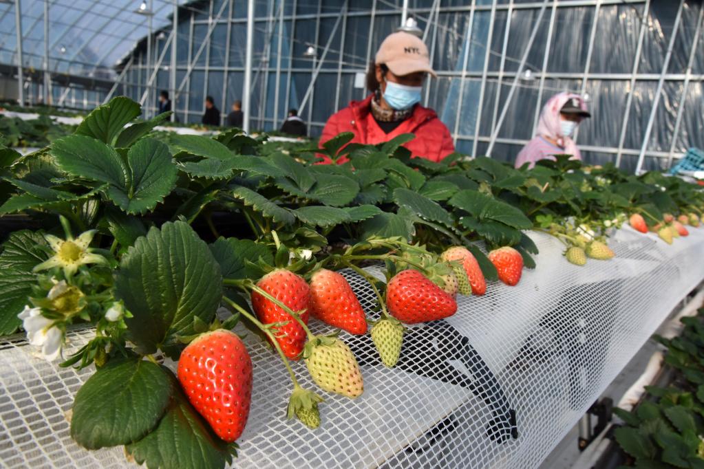 山東平度：&ldquo;春節訂單&rdquo;草莓上市