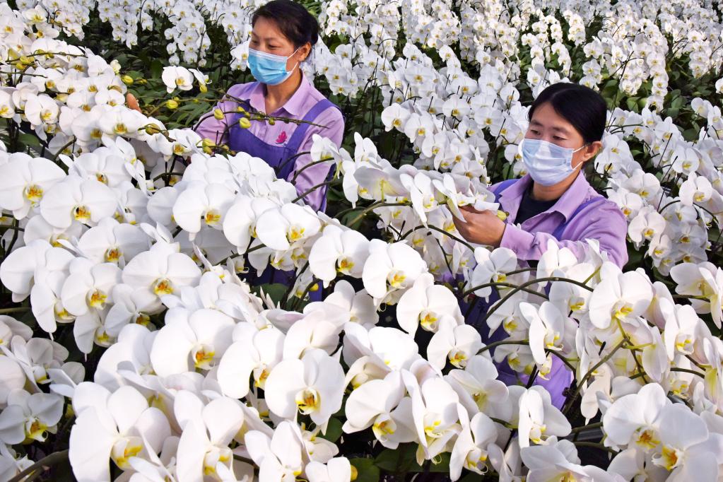 山東平度:白玉蝴蝶蘭迎“春”綻放