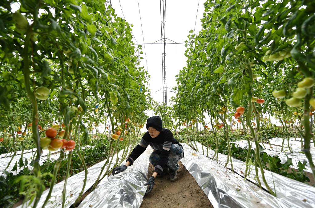 新華全媒+&middot;新春走基層丨河北唐山：應對寒潮天氣 保障果蔬生產