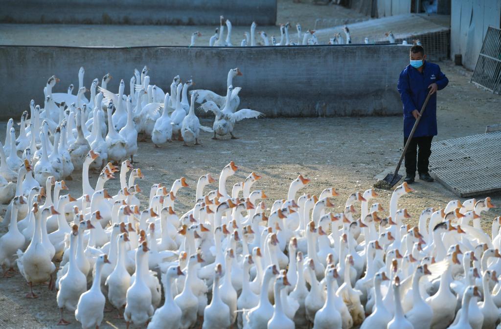 貴州錦屏：打好鄉村振興的&ldquo;羽毛球&rdquo;