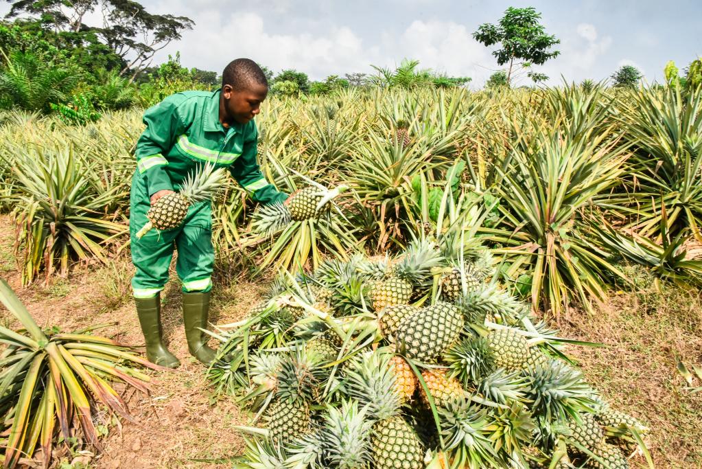 中國援建農業職業技術中學助喀麥隆農業發展
