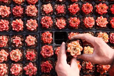 山東即墨：&ldquo;多肉經濟&rdquo;產銷兩旺