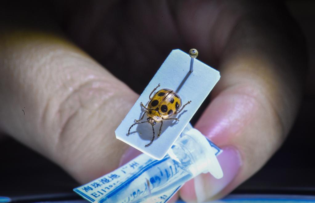 廣州海珠濕地：人與自然和諧發展