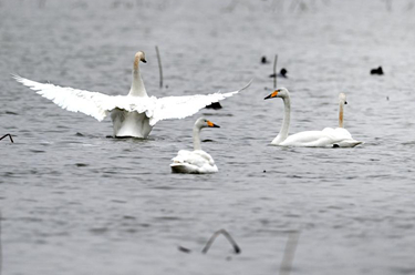 陜西合陽(yáng):黃河濕地鳥兒歡