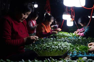 河北灤州:初春農(nóng)事忙