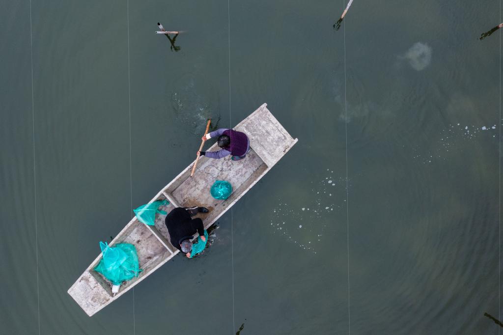 浙江湖州：春季水鄉(xiāng)特色養(yǎng)殖&ldquo;育苗忙&rdquo;