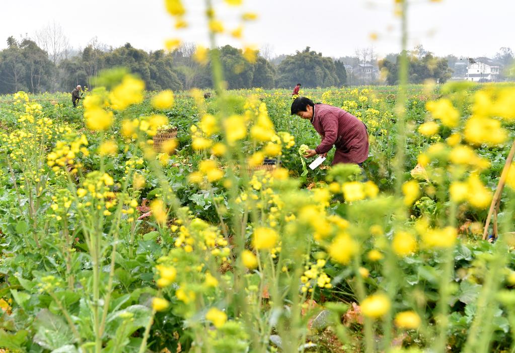 四川廣安:訂單蔬菜助農(nóng)增收