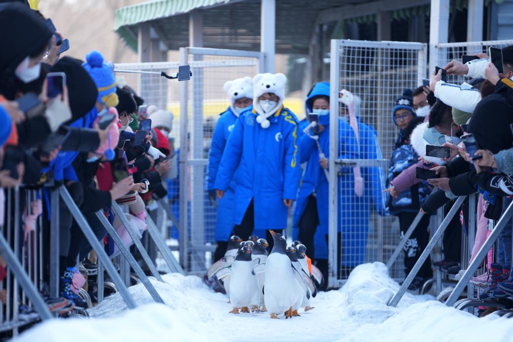 哈爾濱：企鵝&ldquo;巡游&rdquo;引客來
