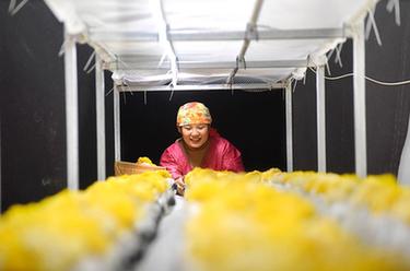 山東沂源：&ldquo;產業工人&rdquo;園區忙春