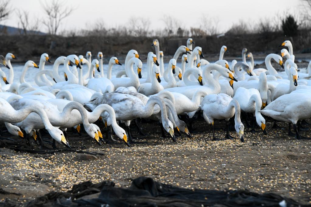 新華全媒+丨大天鵝加餐，為萬里歸途儲(chǔ)備體能