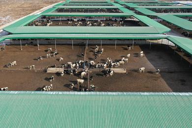 新華全媒+丨交易旺 擴繁忙&mdash;&mdash;河西走廊&ldquo;牛羊大縣&rdquo;早春產業觀察