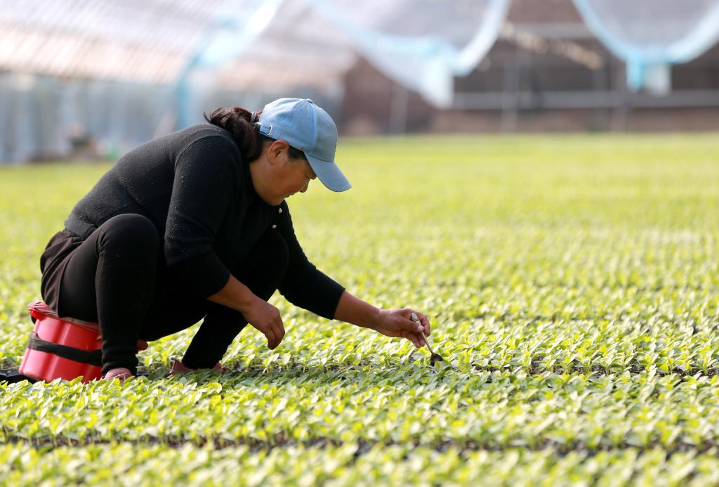 新華全媒+｜奏響&ldquo;致富曲&rdquo; 種出&ldquo;幸福果&rdquo;&mdash;&mdash;蘭考特色產業助力鄉村振興