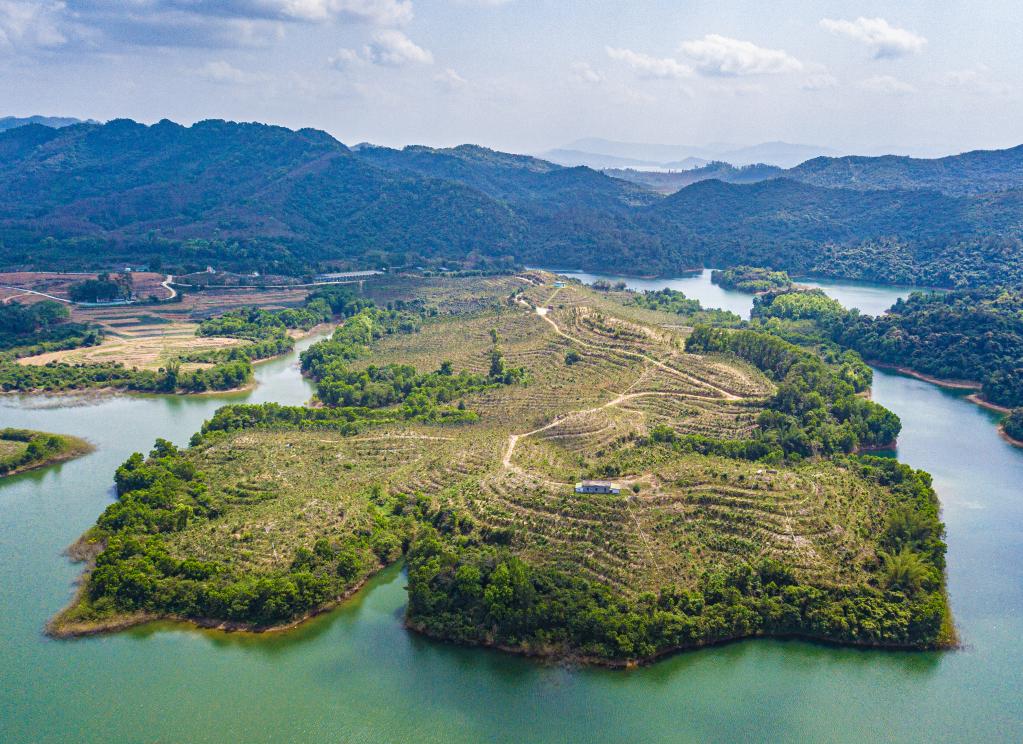 海南儋州：企業帶動 沉香樹成村民&ldquo;致富樹&rdquo;