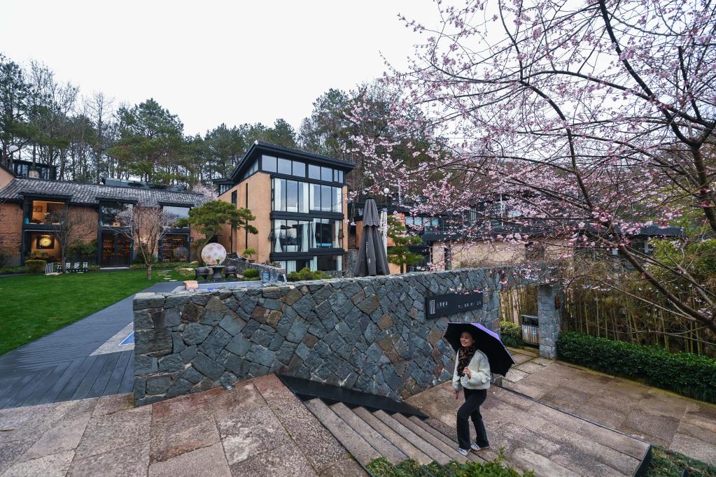 山鄉(xiāng)萬(wàn)畝野櫻花鋪就鄉(xiāng)村&ldquo;共富路&rdquo;