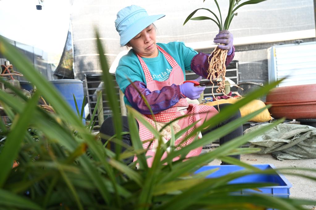 福建南靖：春季時節花農忙