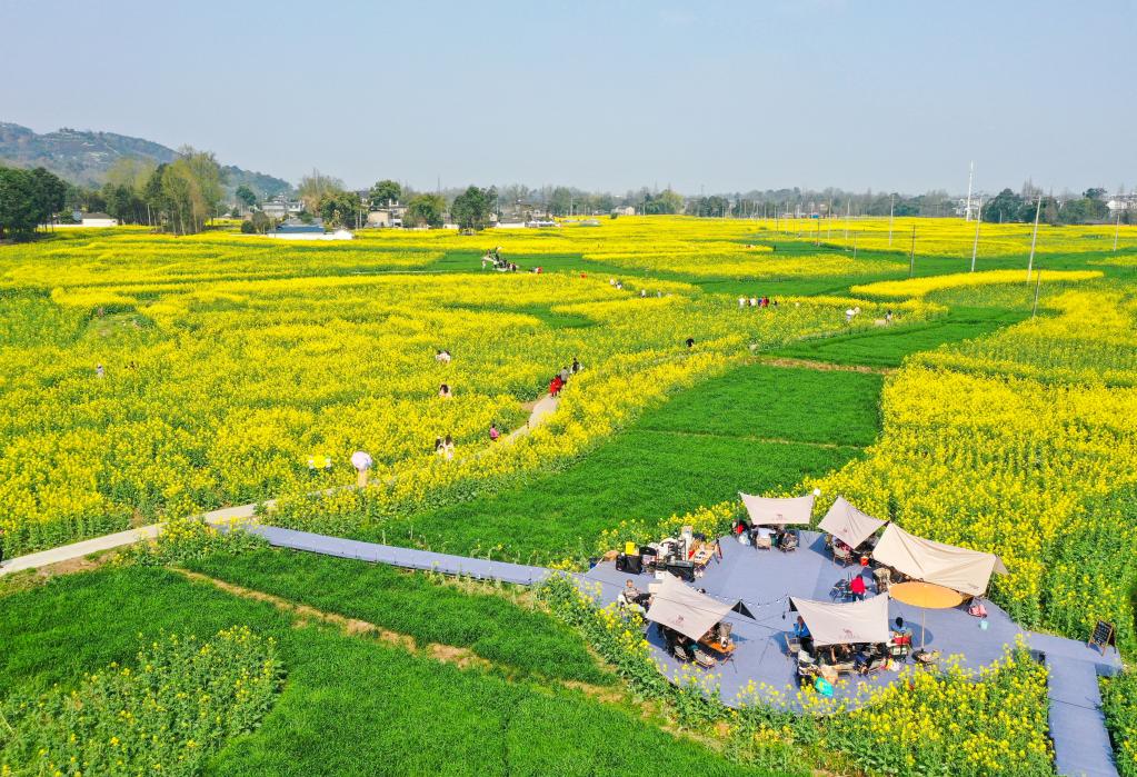 四川崇州：&ldquo;賞花經濟&rdquo;助力鄉村振興