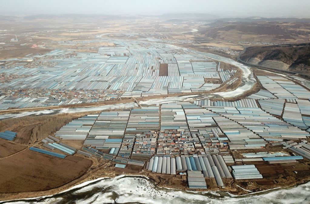 新華全媒+｜黑龍江：棚室經濟&ldquo;春意盎然&rdquo;