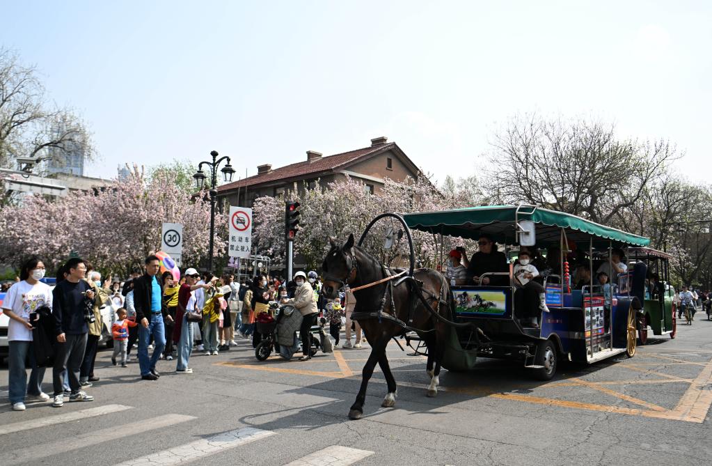 天津:海棠映紅“春日經(jīng)濟(jì)”