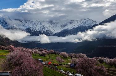 西藏米林：索松村桃花山色醉游人