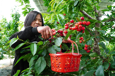 山東成武:大棚櫻桃采摘忙