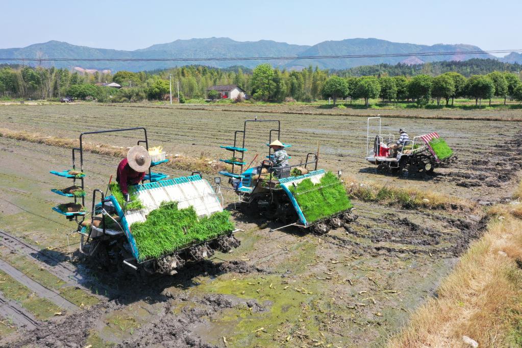 福建浦城:全程機(jī)械化為再生稻春耕春種按下“快進(jìn)鍵”