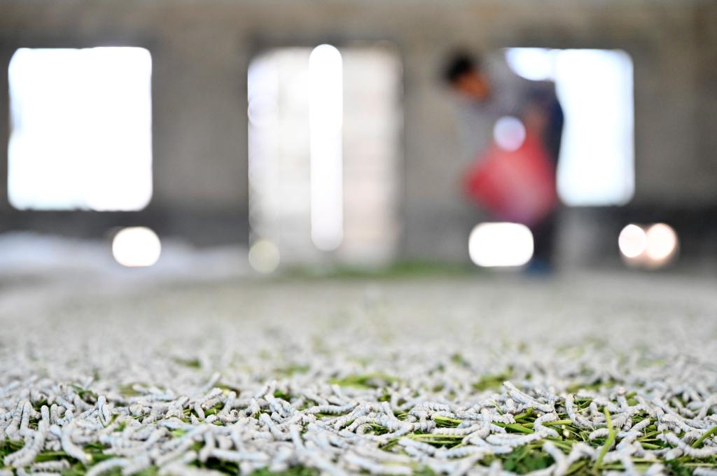 廣西柳城：推廣&ldquo;飼料+桑葉&rdquo;混養桑蠶模式 助力桑蠶產業提質增效