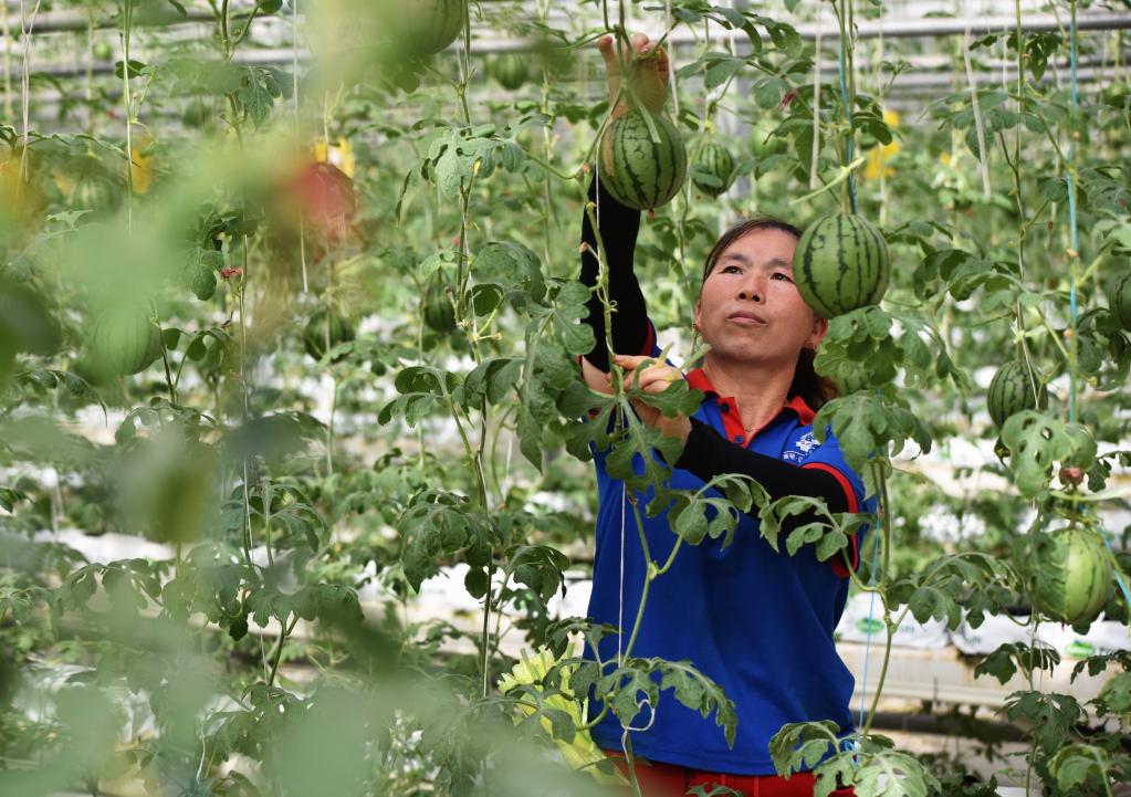 河北邢臺 ：農業產業化引領農民變身&ldquo;產業工人&rdquo;