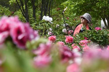 北京圓明園:牡丹盛開成花海