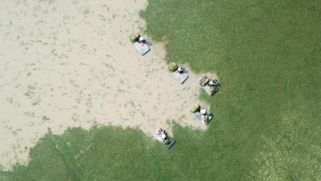 世界地球日:從“水下荒漠”到“水下森林”,走進(jìn)“洞庭之心”大通湖