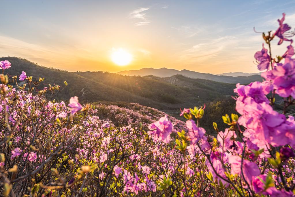 遼寧岫巖:映山紅開燦若霞