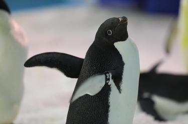 冰城&ldquo;新星&rdquo;到：黑龍江省首次引進阿德利企鵝