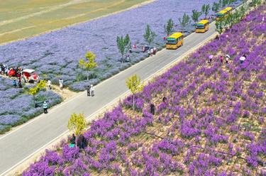 新華全媒+丨新疆伊犁：花經(jīng)濟(jì)成致富新產(chǎn)業(yè) 賦能&ldquo;香&rdquo;村振興