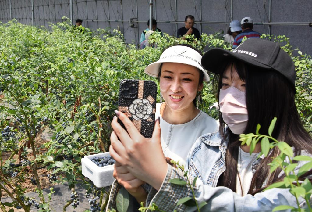 山東青島：藍(lán)莓結(jié)出&ldquo;致富果&rdquo;