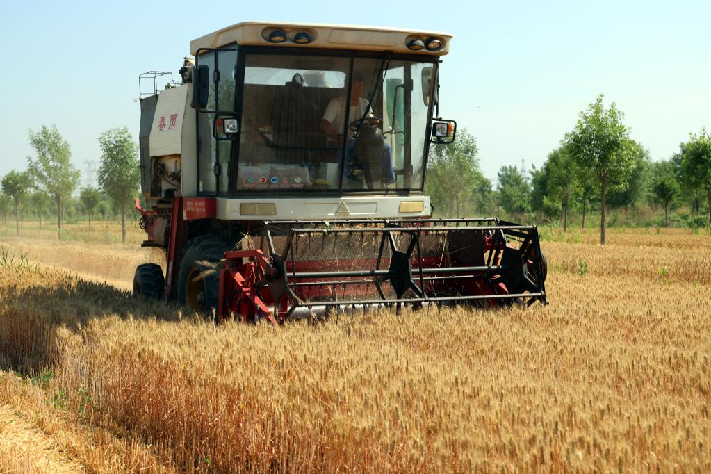 山東沾化:“黑金”帶動農(nóng)民增收