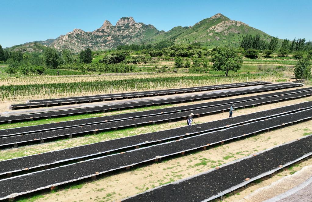 河北撫寧:桑葚成熟采收忙