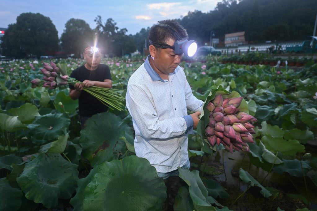 &ldquo;荷花經(jīng)濟(jì)&rdquo;助增收