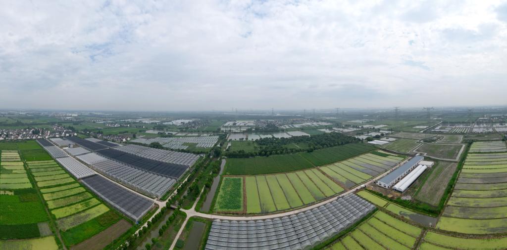 上海:“練塘茭白”進入夏收旺季