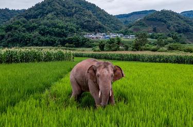 國道之行 從雪山奔向大海｜12年，大象&ldquo;逛吃團(tuán)&rdquo;在這里流連忘返