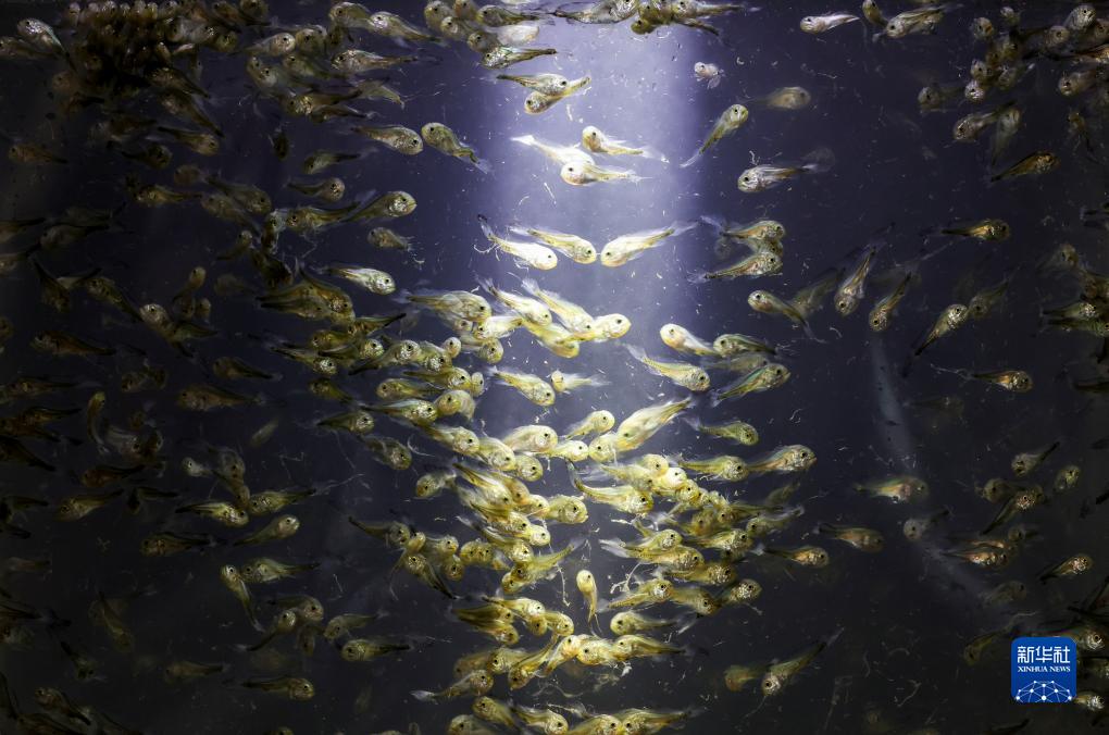 神州風物丨大黃魚&ldquo;重生&rdquo;記