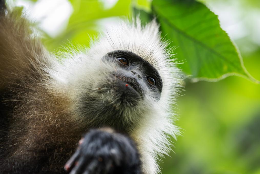 國(guó)道之行 從雪山奔向大海丨追蹤&ldquo;石山精靈&rdquo;