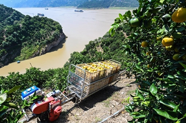 湖北秭歸:柑橘收獲轉運忙